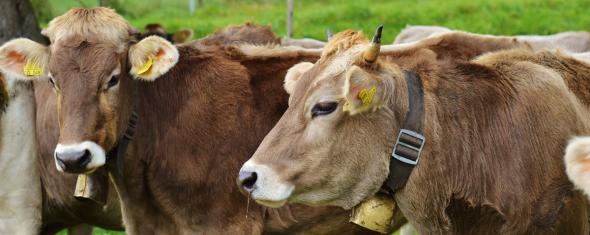 A la ferme, les enfants protégés contre l'asthme ? - A la une - Destination  Santé